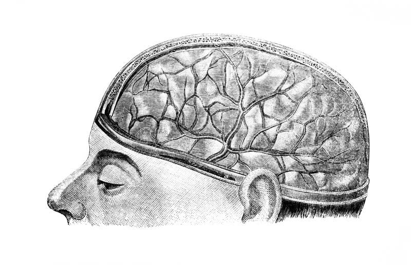 Мозг без головы крокус. Мозг иллюстрации из старых книг.