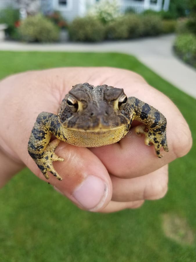 Crapaud photo stock. Image du crapaud, organisme, grenouille 107533774