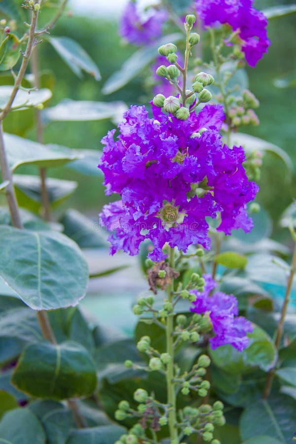 Catawba Crape Myrtle Stock Photos - Free & Royalty-Free Stock Photos