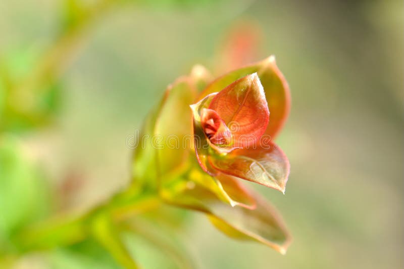 Crape myrtles tender shoot