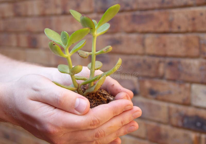 Crassula - Geldbaum stockfoto Crassula - Geldbaum stockfoto
