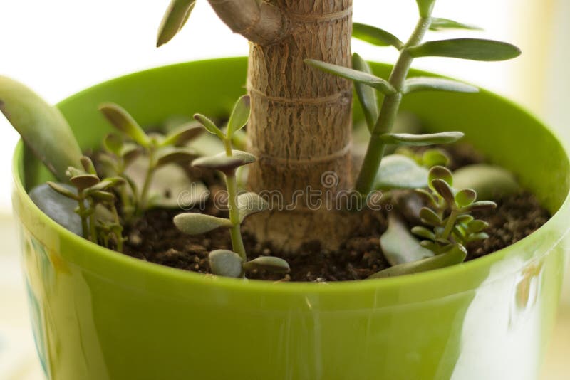 Crassula stockbild Crassula stockbild
