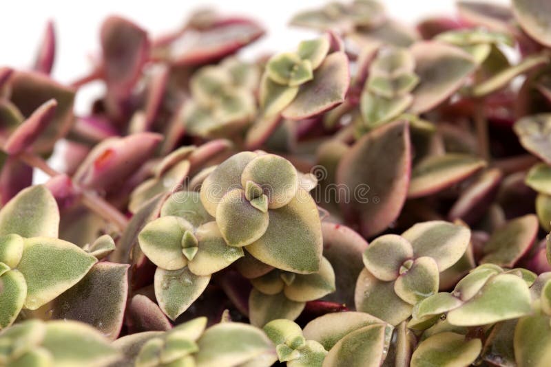 Crassula marginalis fleshy leaves