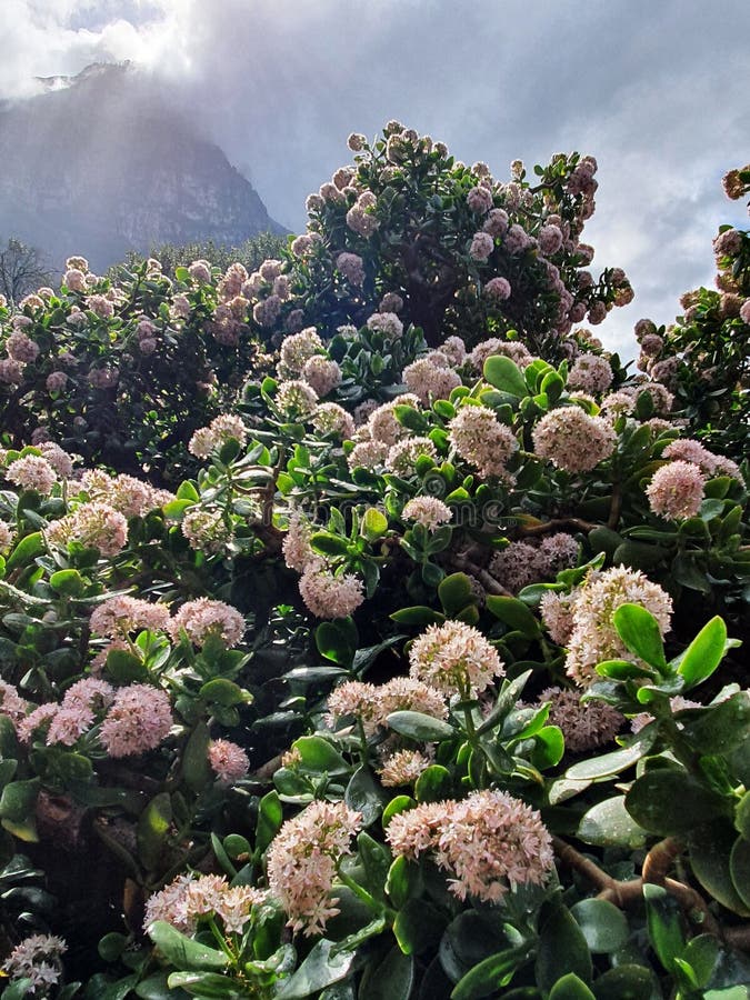 Crassula Ovata Jade Plant Cape Town Stock Image Image of africa, kirstenboch 251461115