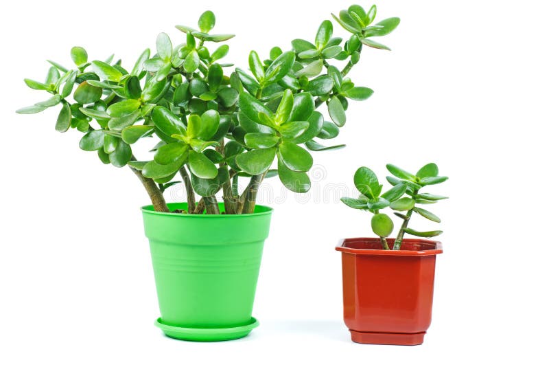 Crassula ovata jade plant isolated on white background. Big and small plant royalty free stock image