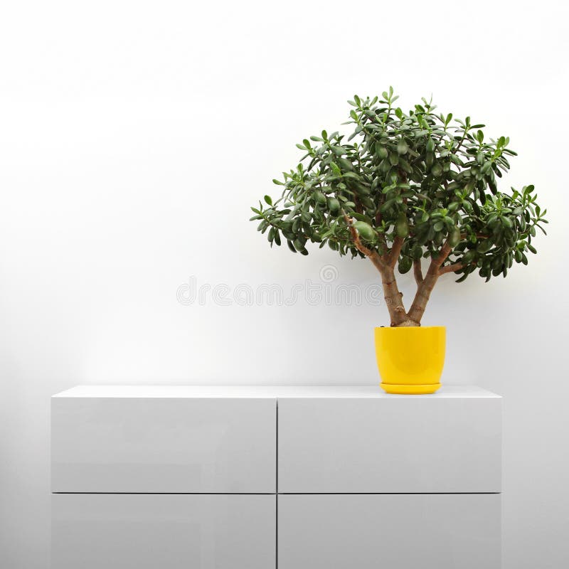 Crassula plant on white commode royalty free stock photo Crassula plant on white commode royalty free stock photo