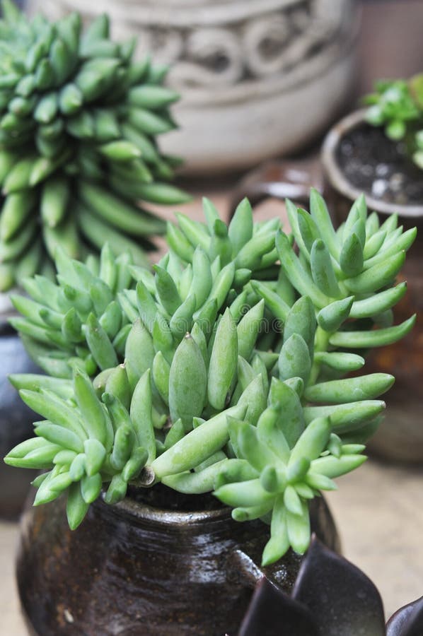 Crassulaceae suculento do sediforme de Sedum foto de stock Crassulaceae suculento do sediforme de Sedum foto de stock