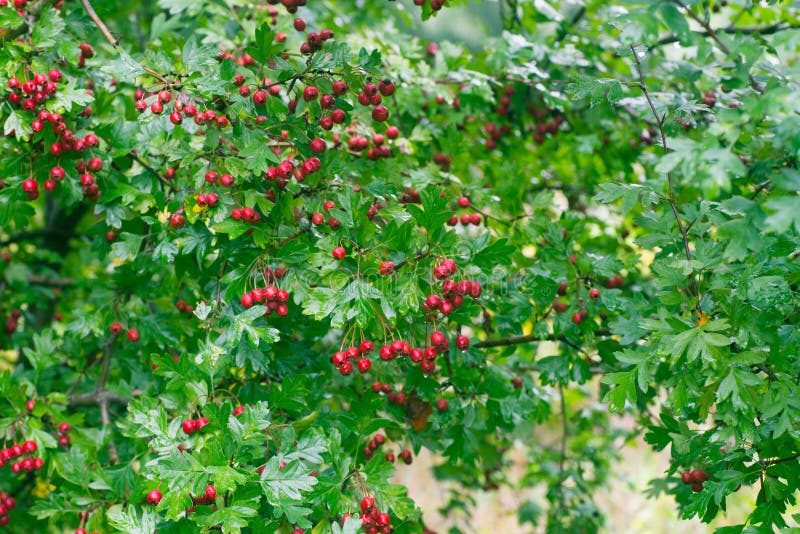 Crataegus Hawthorn, Thornapple, May-tree, Whitethorn, or Hawberry ...