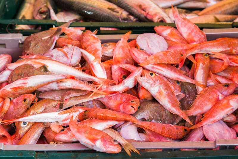 Pink Coloured Fish For Sale Stock Image Image Of Table Fish 178275019 pink-coloured-fish-for-sale-stock-image-image-of-table-fish-178275019