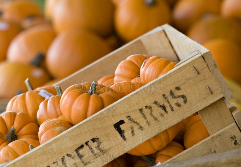 Crate of pumpkins