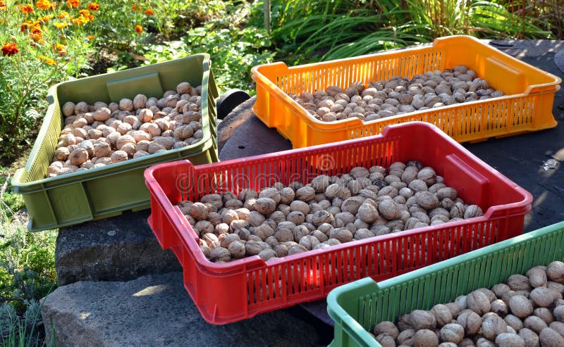 Crates with drying walnuts