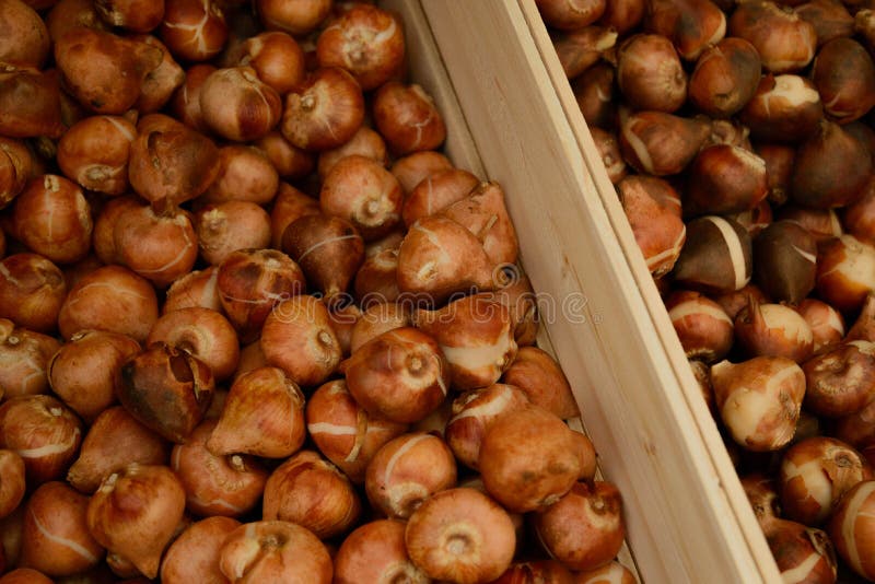 Crates of tulip bulbs stock image. Image of colorful 44736289