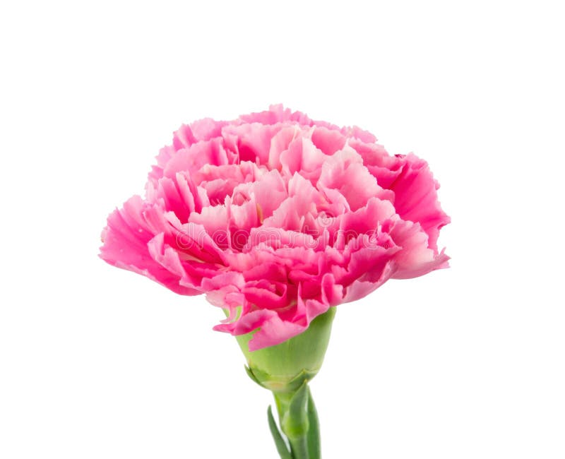 Cravo cor-de-rosa foto de stock. Imagem de flora, planta - 32949800