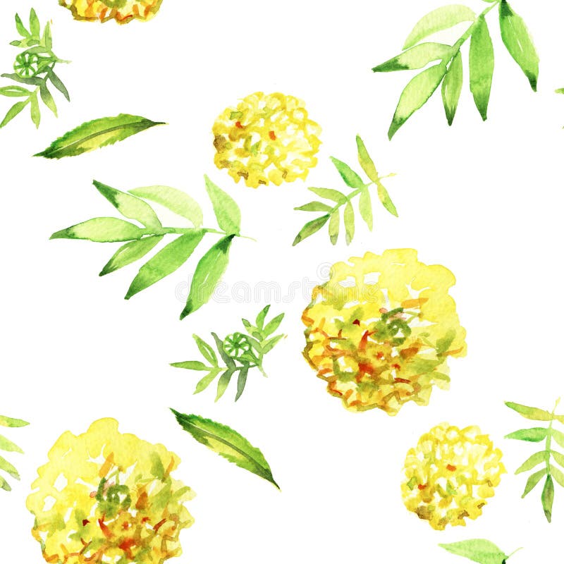 Cravo-de-defunto amarelo sem emenda Ilustra??o da aguarela Teste padr?o de flor ilustração royalty free Cravo-de-defunto amarelo sem emenda Ilustra??o da aguarela Teste padr?o de flor ilustração royalty free