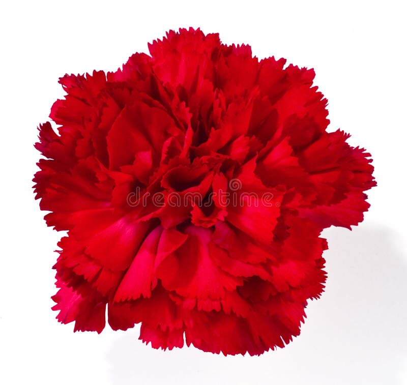 Cravo vermelho imagem de stock. Imagem de isolado, flor - 24840029