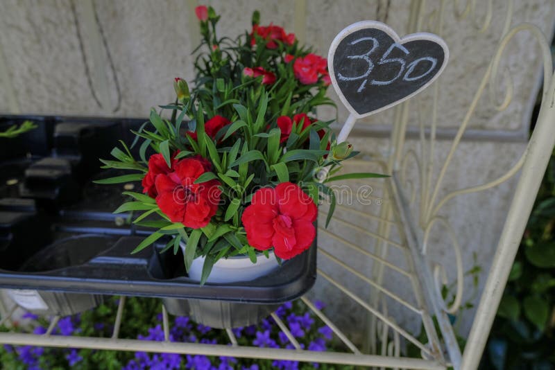 Cravos De Jardim Vermelho Em Vaso De Flores Na Prateleira Com O Preço No  Vaso De Madeira Fechado. época De Jardinagem Imagem de Stock - Imagem de  prateleira, parque: 218634717