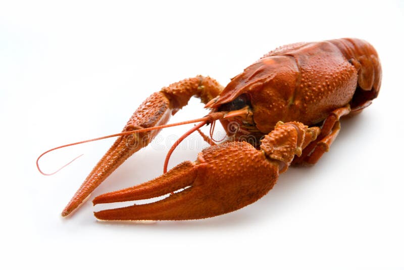 Crawfish stock photo. Image of closeup, boiled, isolated 15512458