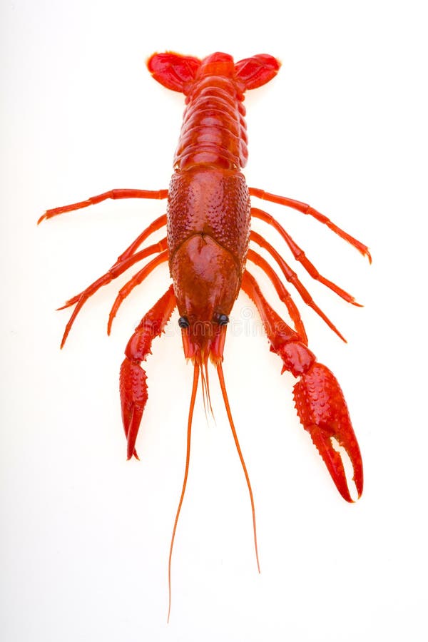 red clawfish red clawfish