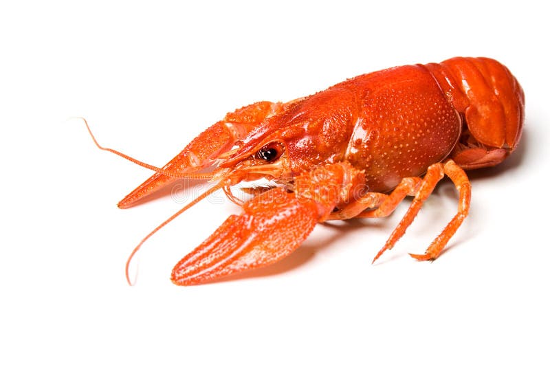 crawfish fotografering för bildbyråer crawfish fotografering för bildbyråer