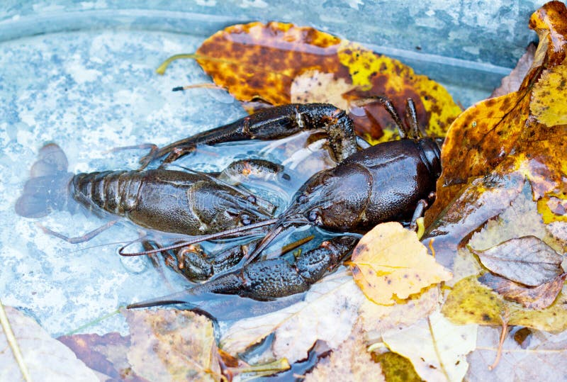 Crawfish Alive in Water and Leaves Stock Image - Image of river, cray:  27344827