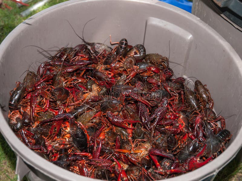 Crawfish Boil stock image. Image of mudbug, crustacean 46271829