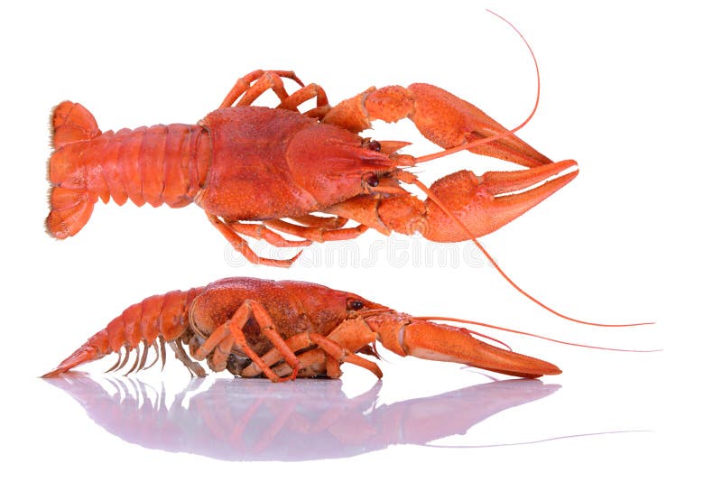 Boiled red crawfishes isolated on a white background. Boiled red crawfishes isolated on a white background