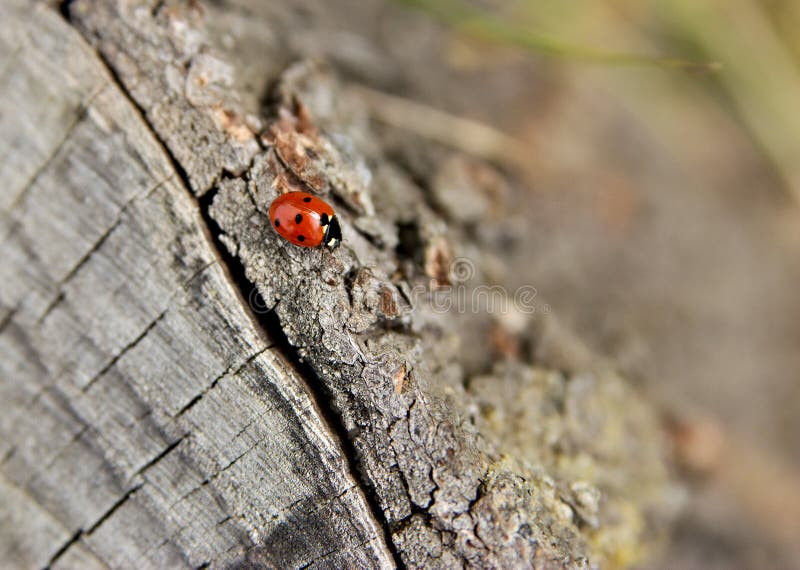 Crawling ladybird