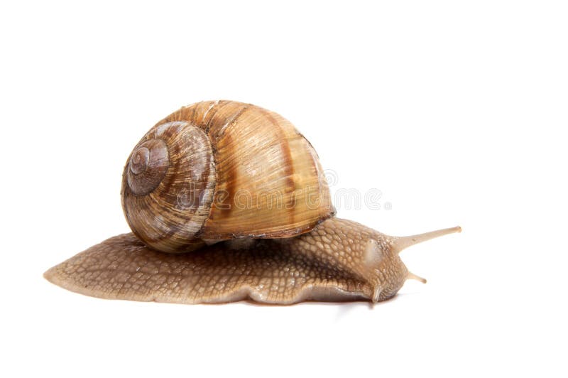 Crawling snail isolated on a white stock images Crawling snail isolated on a white stock images