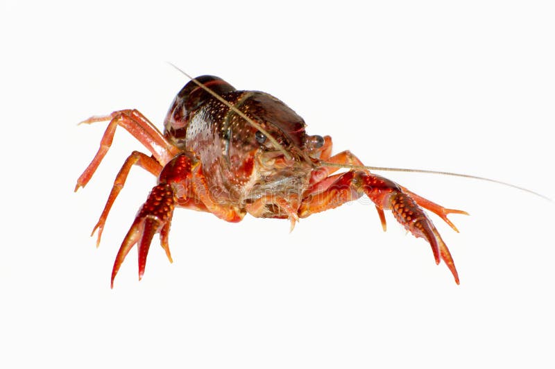 Crayfish