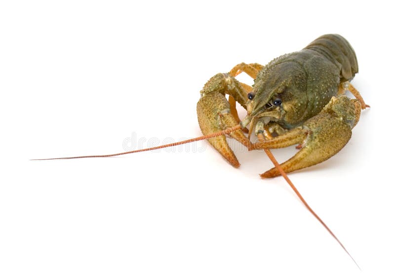 Crayfish