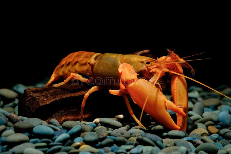 Crayfish in the aquarium