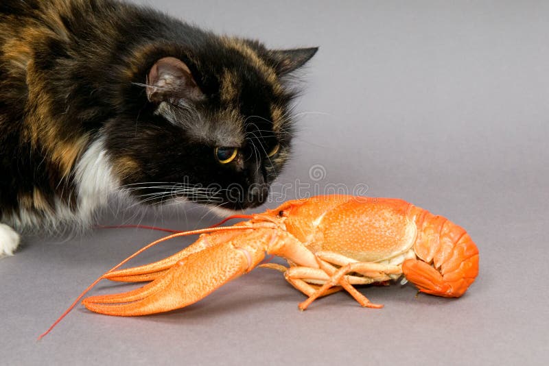 Crayfish and cat