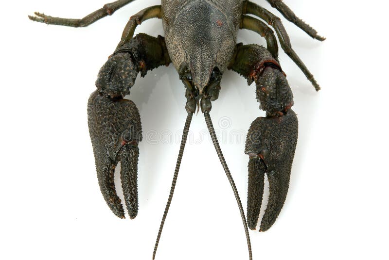 Crayfish stock photo. Image of green, objects, seafood 33312654