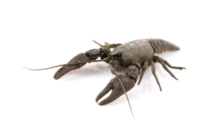 443 Yabby Photos Free & RoyaltyFree Stock Photos from Dreamstime