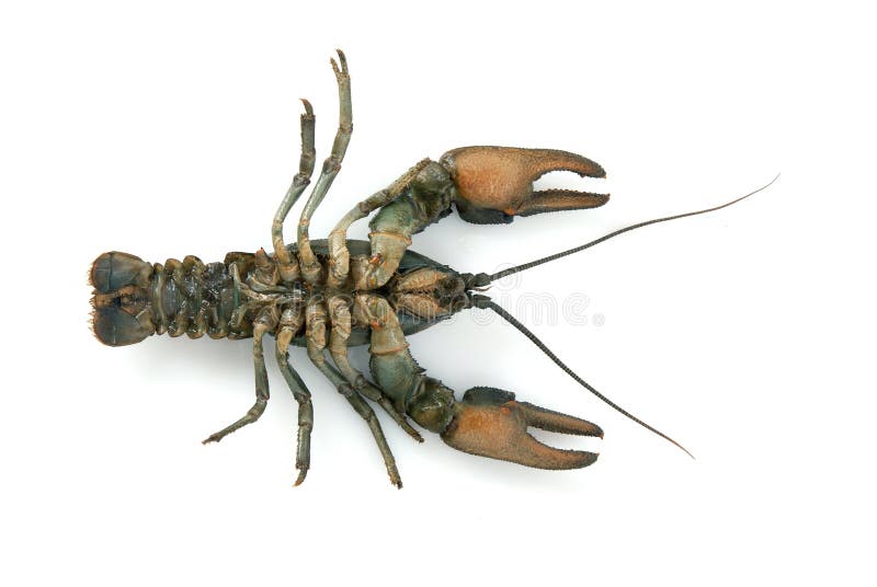 Crayfish stock photo. Image of green, objects, seafood 33312654