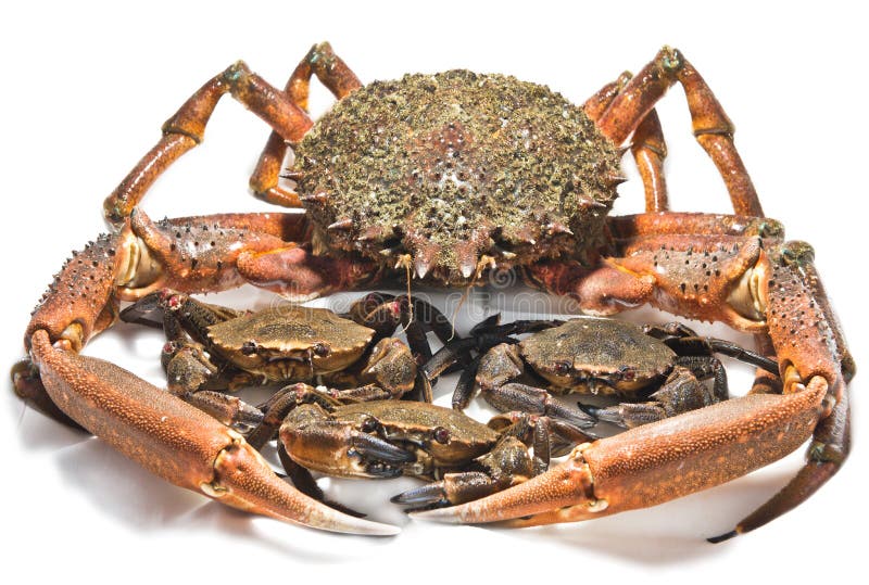 Crayfish and crabs stock image. Image of grab, tweezers 28174501