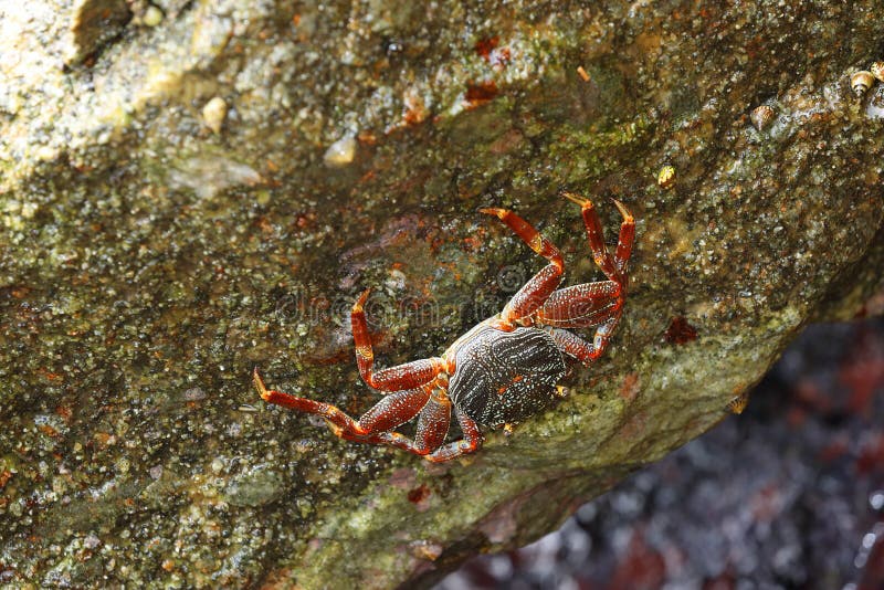 Crayfish and Crabs from Sri Lanka Stock Photo Image of crustacea