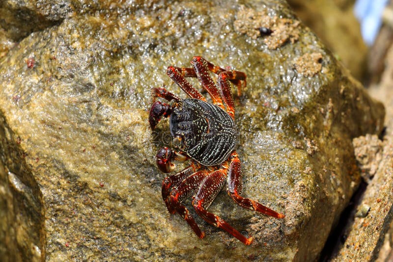 Crayfish and Crabs from Sri Lanka Stock Image Image of nature, lanka