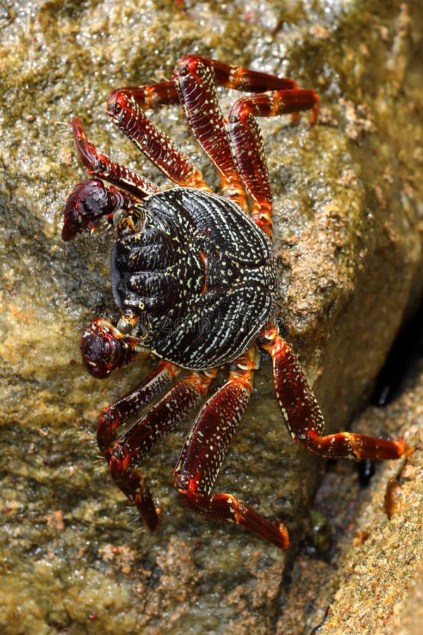 Crayfish and Crabs from Sri Lanka Stock Photo Image of lanka
