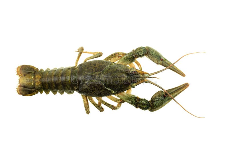 Green crayfish on isolated white background