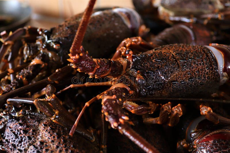 Placing Southern Rock Lobster Into A White Crate Stock Photo