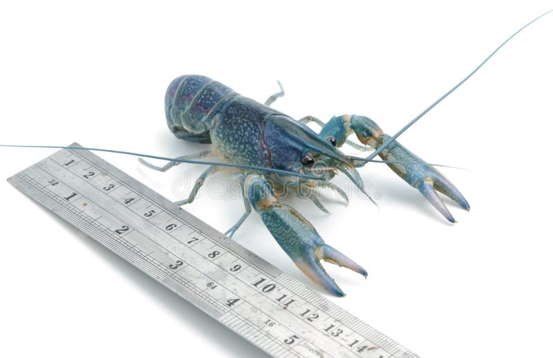 Crayfish with a measuring ruler