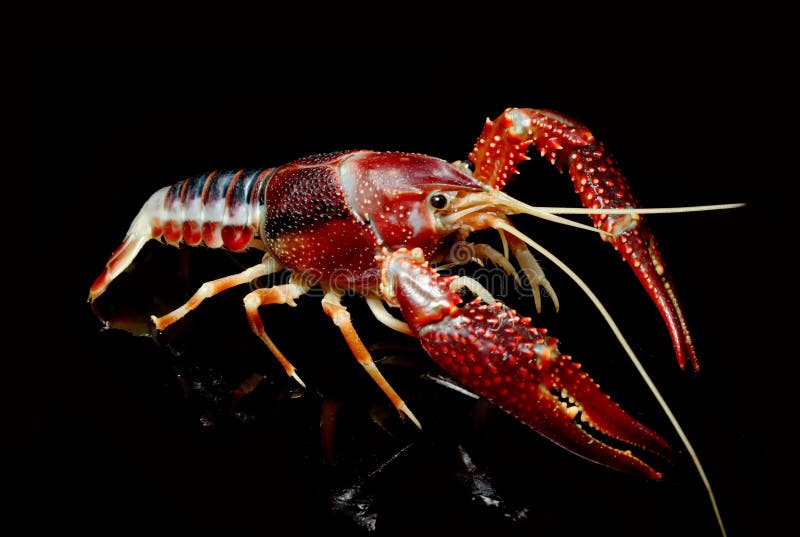 Crayfish Procambarus Clarkii Ghost Stock Image Image of colorful