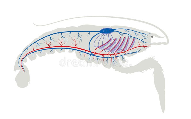 Crayfish respiratory system. Astacus astacus