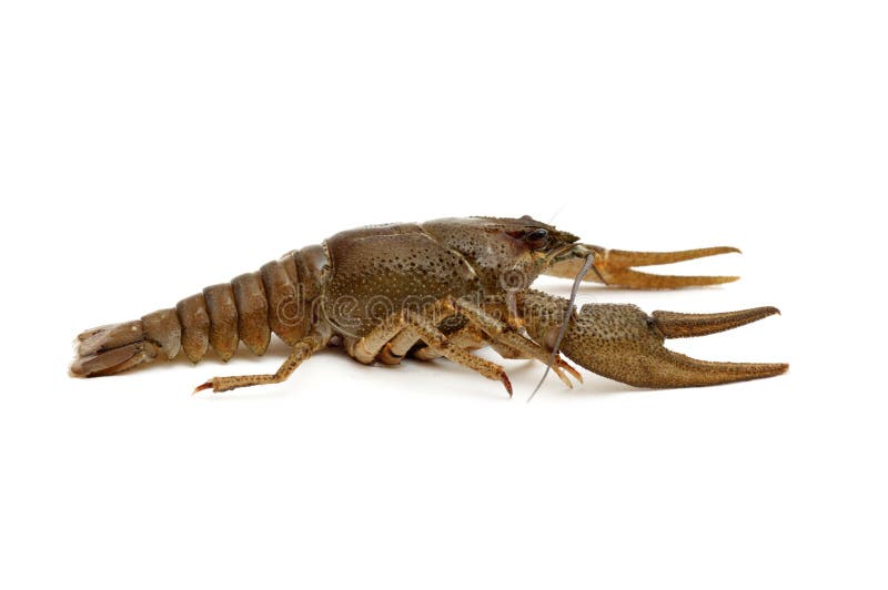 Crayfish on a white background.