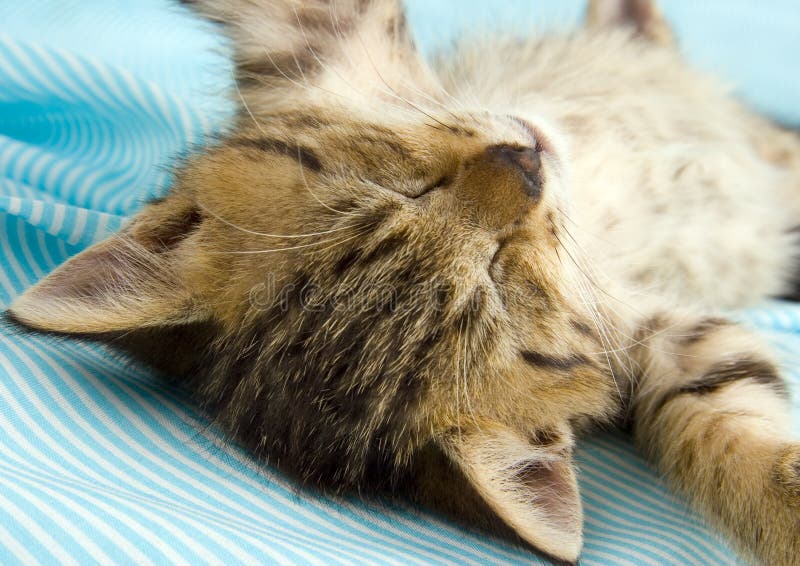 6,059 Crazy Cat Stock Photos Free & RoyaltyFree Stock Photos from