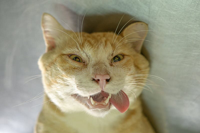 Crazy cat ,closeup face of a cat sticks out its tongue