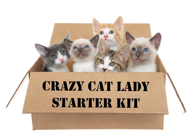 Crazy cat lady starter kit stock image. Image of cute 82634087