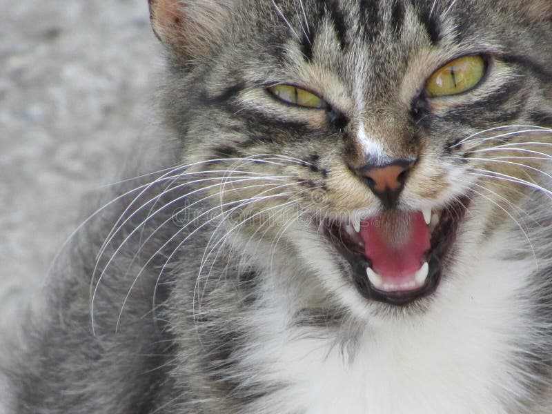 Crazy cat royalty free stock photography Crazy cat royalty free stock photography