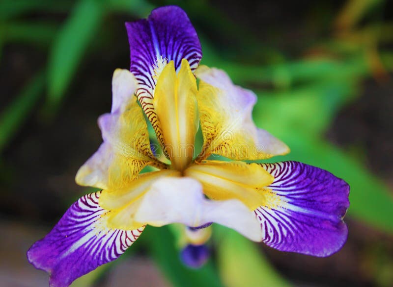 Crazy color iris